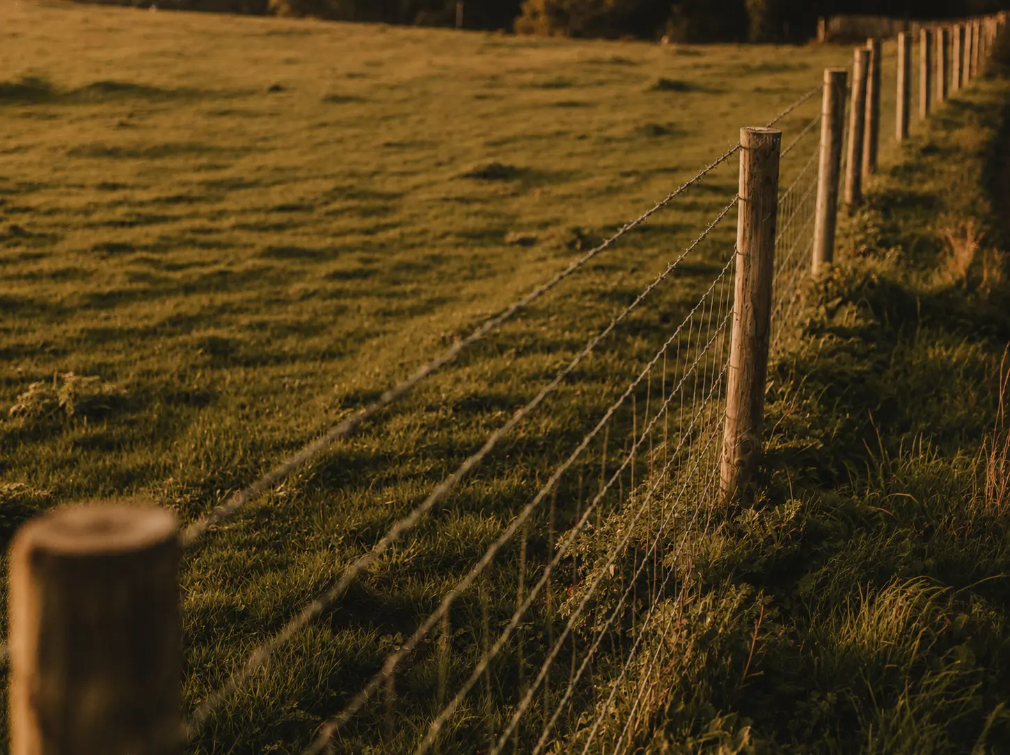 Wire ranch fence following a pasture boundary in warm evening light