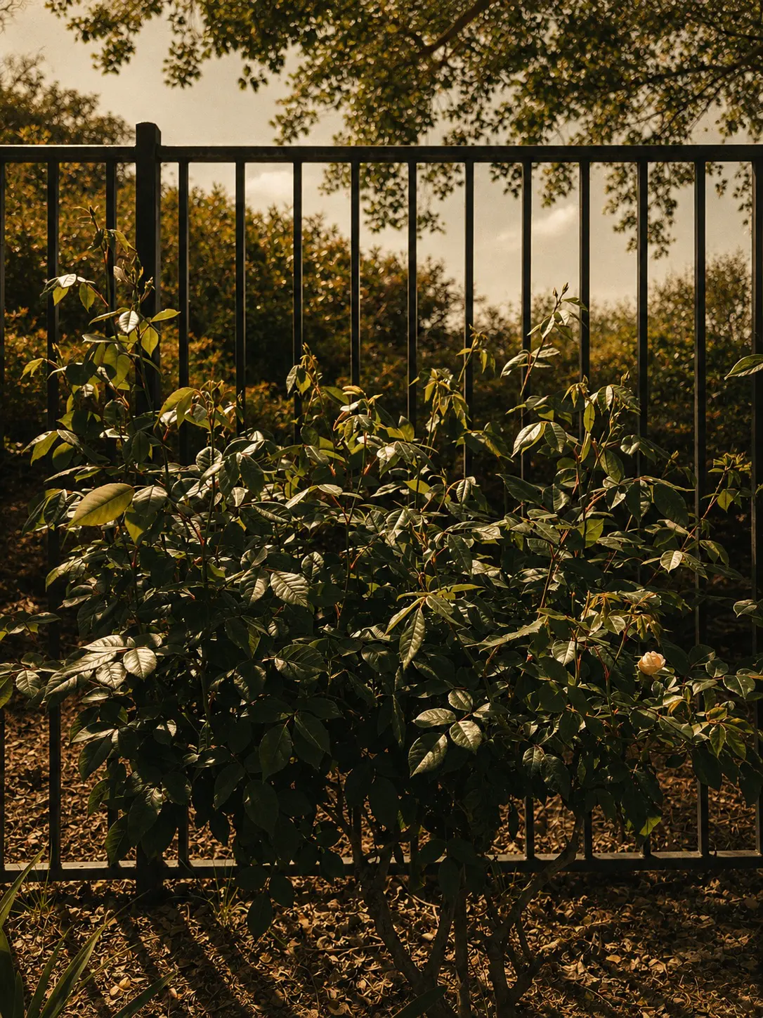 Black aluminum fence running behind mature landscaping and flowering shrubs